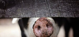 Масштабный пожар: на свиноферме под Запорожьем сгорели 200 поросят