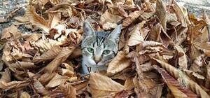 Вред здоровью и кошельку: почему нельзя жечь листья