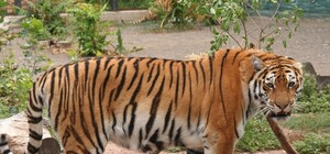 После новоселья: как живется амурскому тигру в Одесском зоопарке