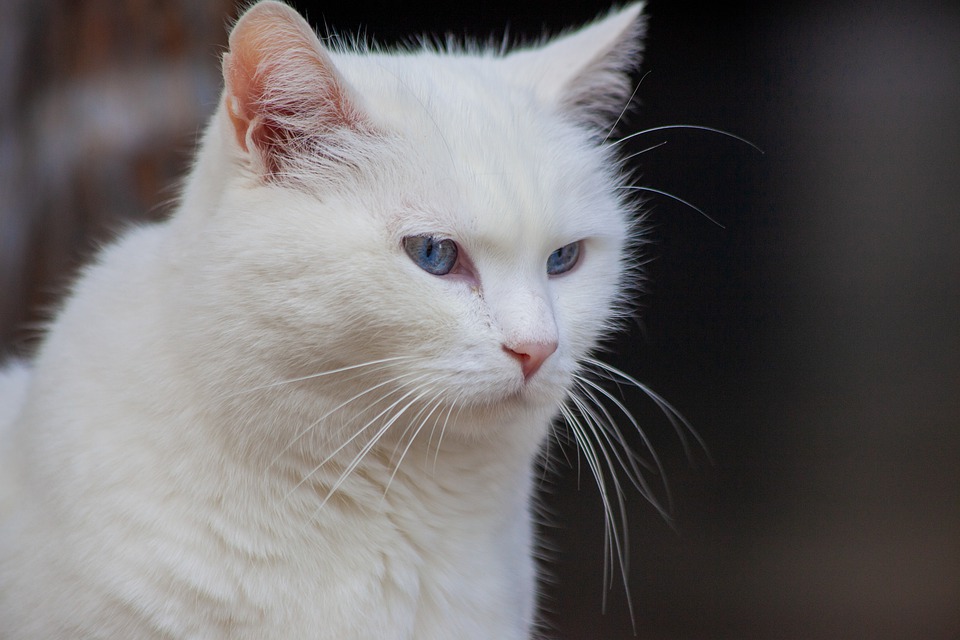 В Днепре люди решили усыпить котика из-за трат на лечение / pixabay.com