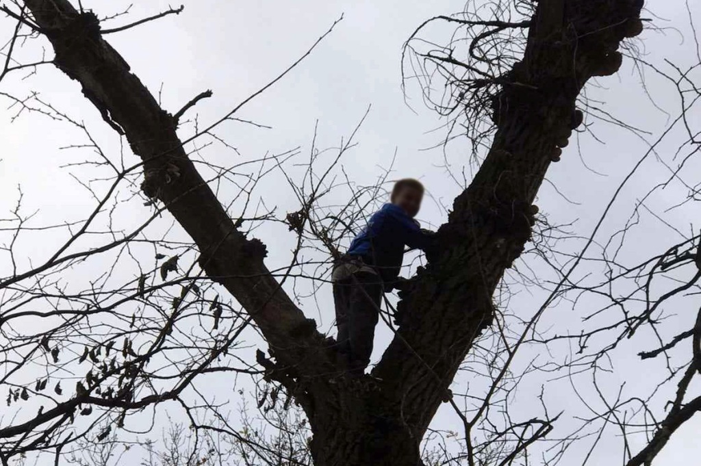 Ребенок застрял на дереве. Фото: ГСЧС