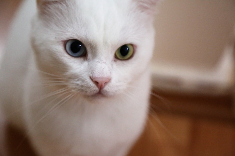 Что с белым котом, которого в Днепре хозяева бросили в ветклинике из-за 800 гривен / pixabay.com