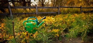 Ради эксперимента: в Чернобыльской зоне обустраивают необычный ботсад