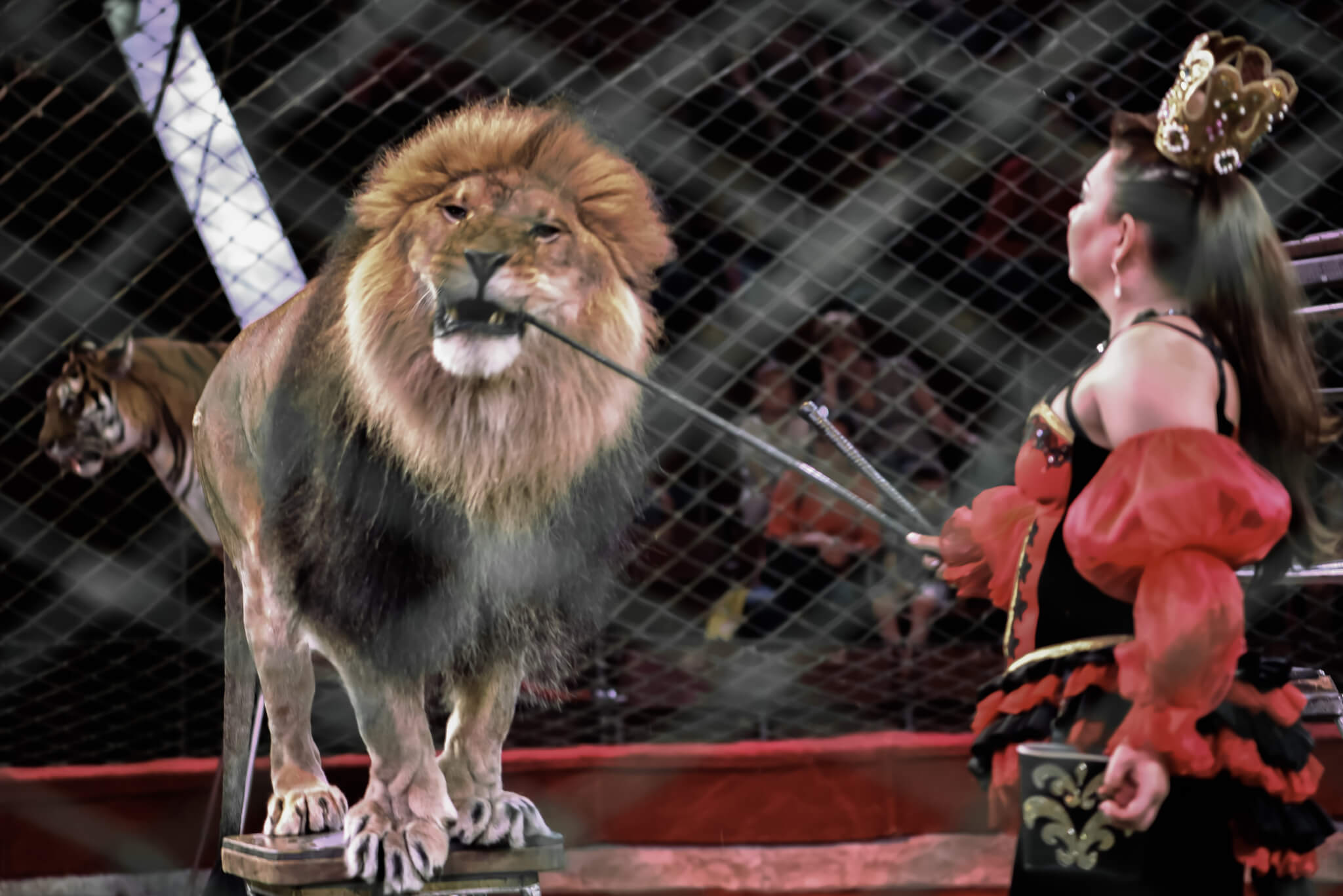 Новость - События - Долой цирки: правительство хочет передать животных в заповедники