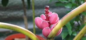 Розовые бананы, манго и бергамот: жительница Запорожья выращивает необычные фрукты дома