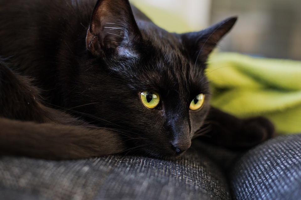 Что с кошкой, из-за которой в Днепре побили ветеринара / pixabay.com