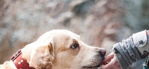 Давно пора: в городе хотят сделать площадку для выгула собак