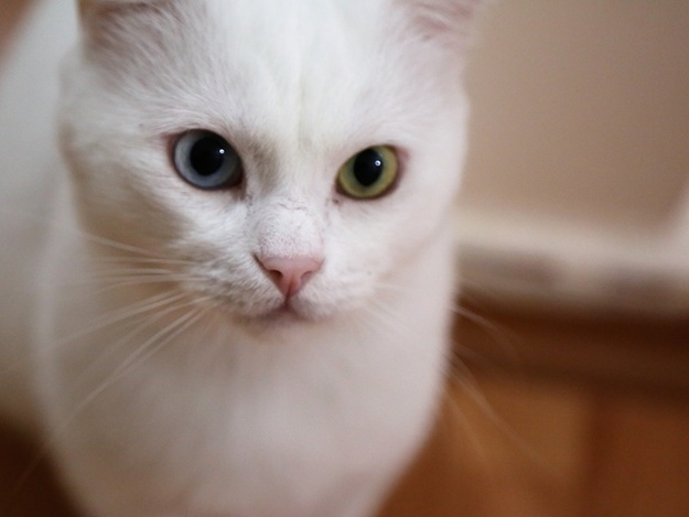 Что с белым котом, которого в Днепре хозяева бросили в ветклинике из-за 800 гривен / pixabay.com