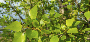 С топором не подходи: в Киеве взяли под охрану три дуба и тополь