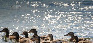 Чтобы клювик не замерз: зоозащитники эвакуировали со столичных озер уток