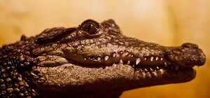 Крокодильи головы в центре Симферополя: появились новые данные о страшной находке