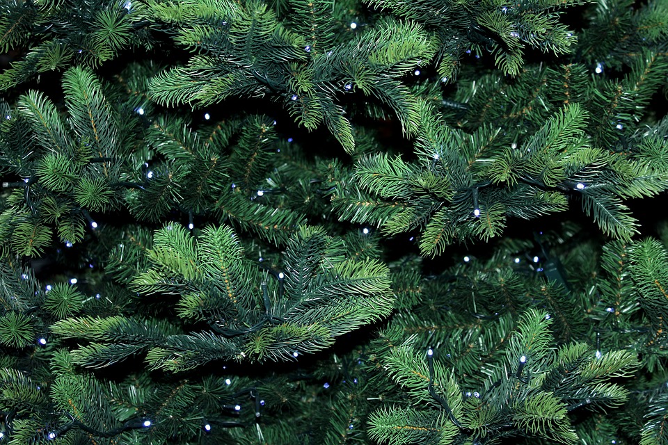 Где в Днепре будут продавать елки / фото: pixabay