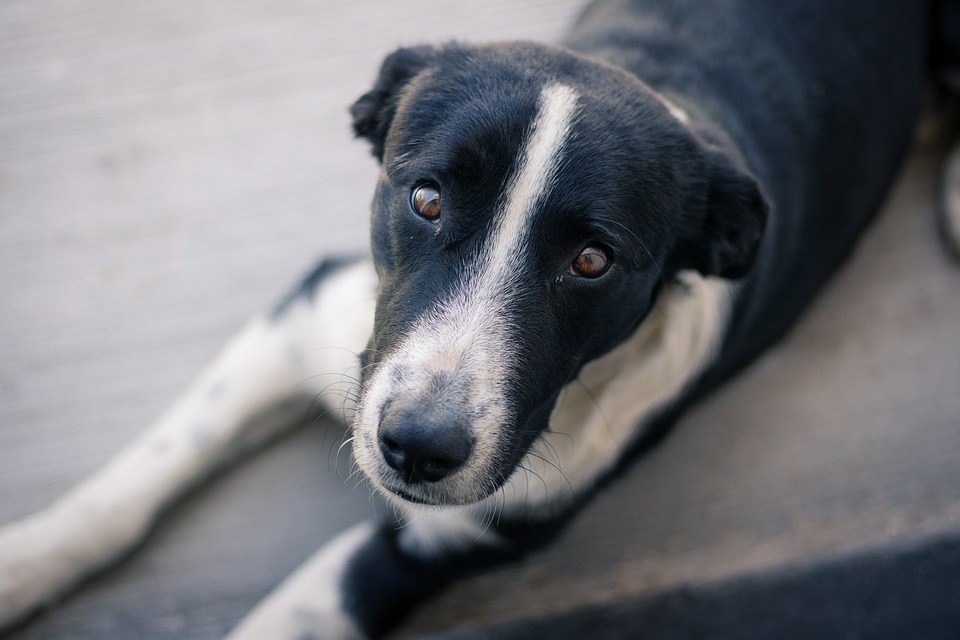Что с собаками, которых в харьковская живодерня отловила на заводе Интерпайп / pixabay.com