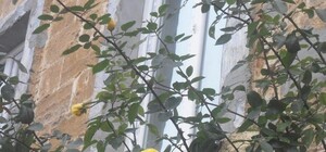 Зима на пороге: в Одессе распускаются розы