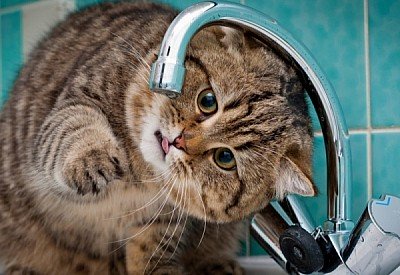 фото: shutterstock
