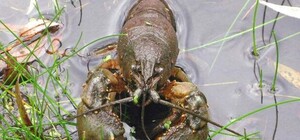 Нарушителей оштрафуют: с 10 декабря в Киеве и области начнет работать запрет на вылов раков