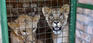 Вернули на свободу: львов из Бердянского зоопарка отправили в Африку (видео)