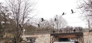 Новая достопримечательность: в парке Победы появились летающие аисты