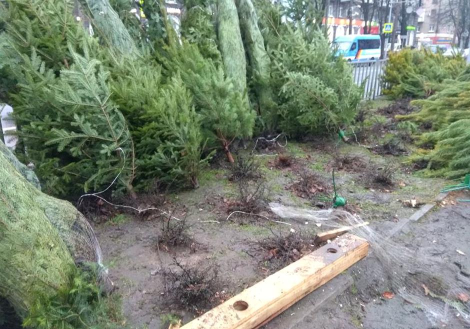 На проспекте Поля торговцы елками потрят клумбы / фото: FB Olena Kondratenko