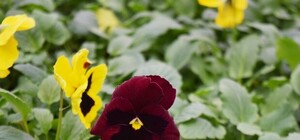 Признак весны: под Одессой в теплицах расцвели виолы