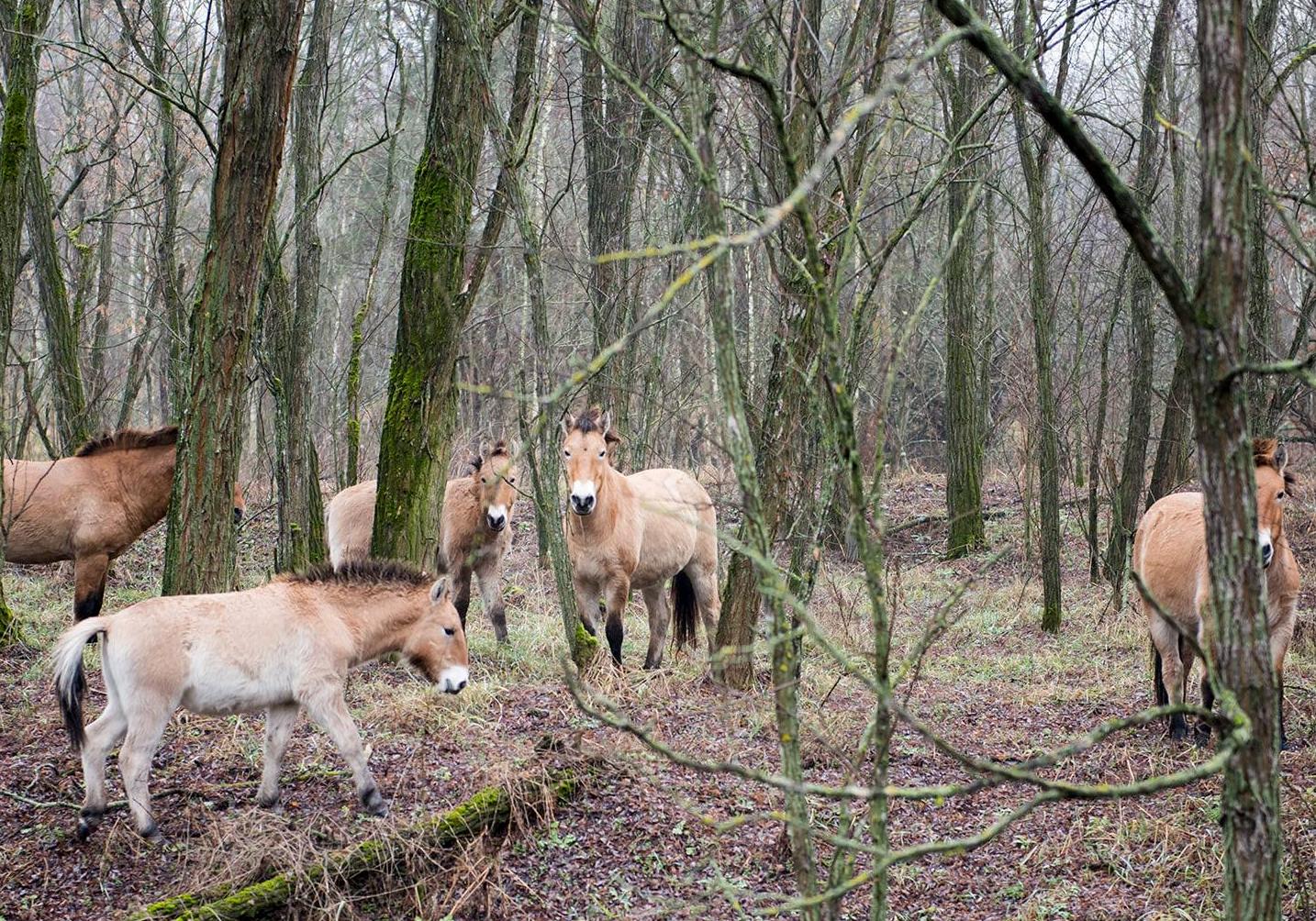 Новость - События - Возрождение природы: в Чернобыльской зоне отчуждения заметили редких животных