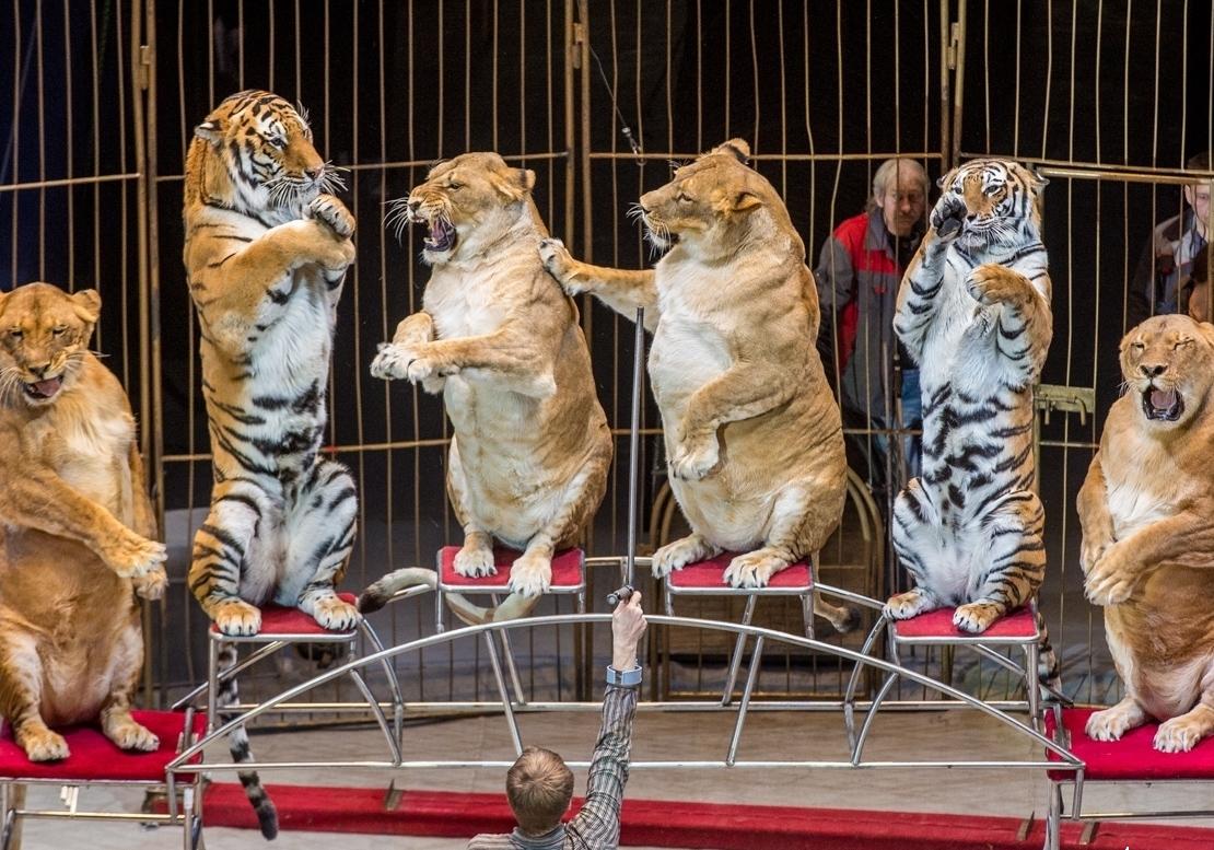 Новость - События - Их ждет реабилитация: в 2020 году украинские цирки перестанут использовать животных