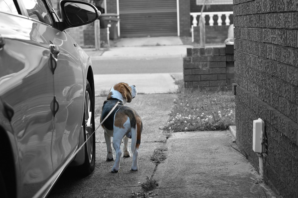 В Днепре девочка погналась за собакой и попала под машину / фото: pixabay