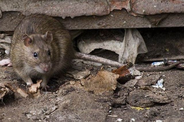 Новость - События - Нашествие крыс и полная антисанитария: в центре города образовалась стихийная свалка