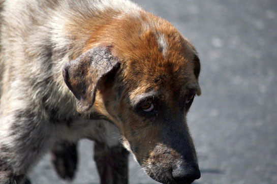 Убийство бездомных собак уже обычное дело/ фото: пикабу 