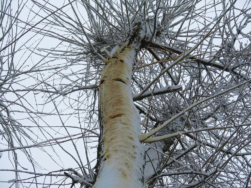 Почему на Запорожском шоссе на деревьях желтый снег? / Фото: fb Vadym Maniuk 