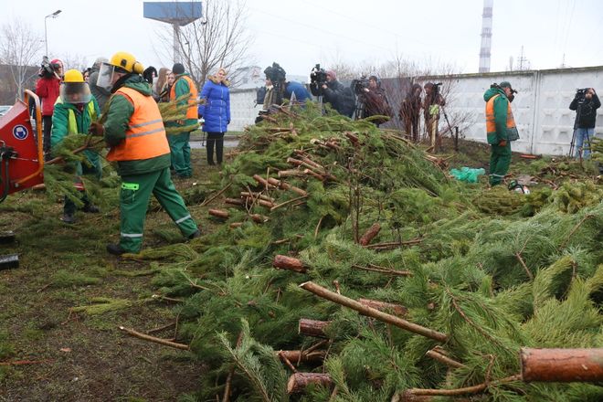 Новость - События - Становятся экосознательными: в КГГА рассказали сколько елок сдали киевляне на переработку