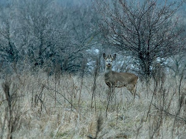 Полюбуйтесь: запорожский фотограф снял фильм о жизни диких животных на Хортице (видео)