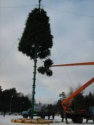 Городская елка высотой 27 метров будет собрана из 12 тысяч хвойных веток. Фото автора.