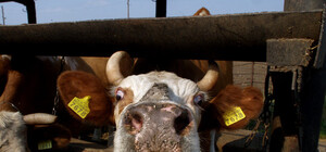 На Харьковщине стало меньше коров