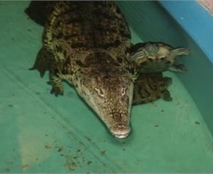 Вот печальный крокодил - он мобильник проглотил... Фото с сайта kp.ua