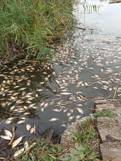 Погибло почти 400 тысяч рыб / фото: dnp.darg.gov.ua