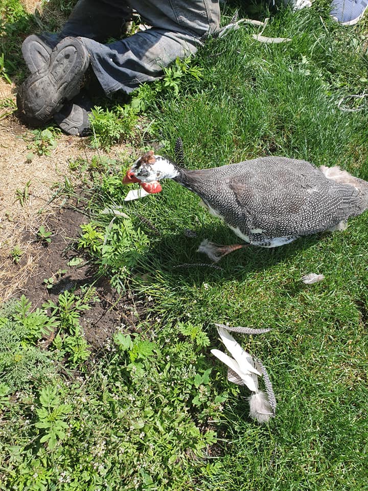 Выжившая цесарка после охоты лисиц в яхт-клубе / фото: fb Яхт-клуб "Сич"