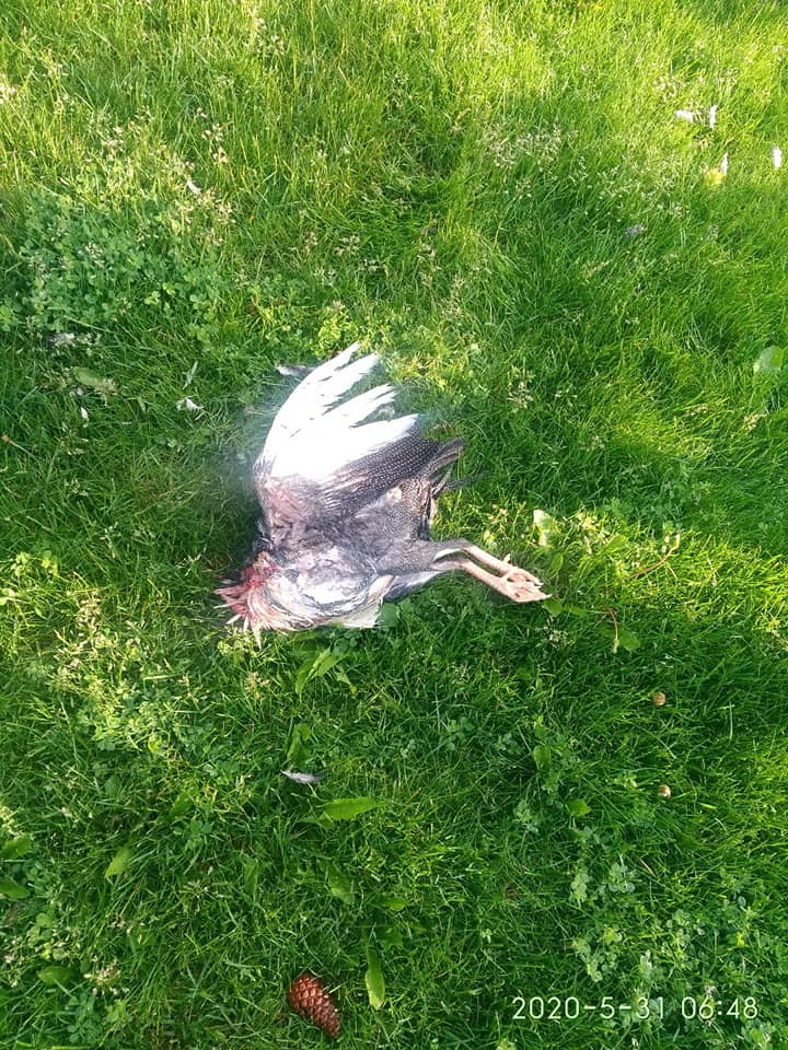 А 7 цесарок, к сожалению, прошлой ночью убили / фото: fb Яхт-клуб "Сич"