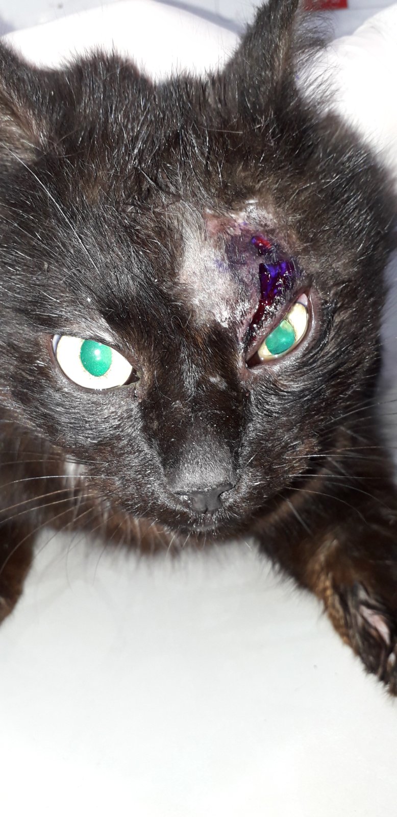 У кота серьезные травмы / фото: fb Помощь мини приюту "МЫ ЗА ПРАВО НА ЖИЗНЬ