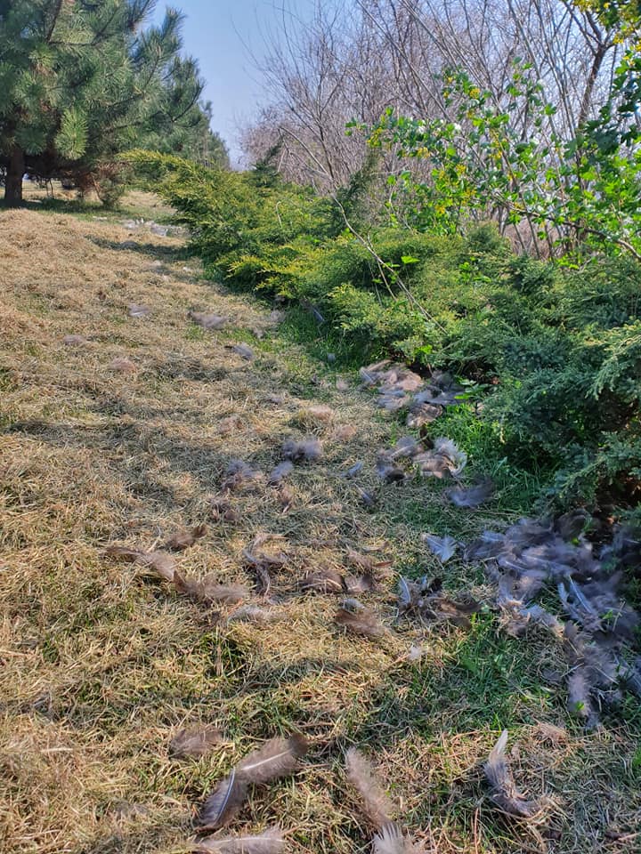 Вот что остается от убитых птиц... / фото: fb яхт-клуб "Сич"