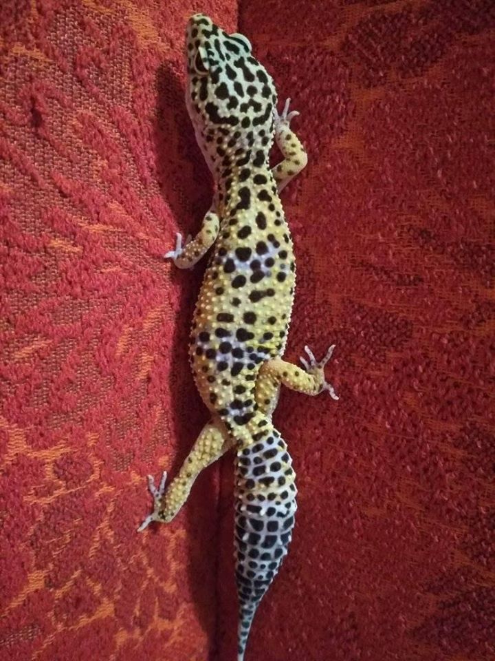 В Днепре эублефару делали кесарево / фото: fb Ольга Туренко