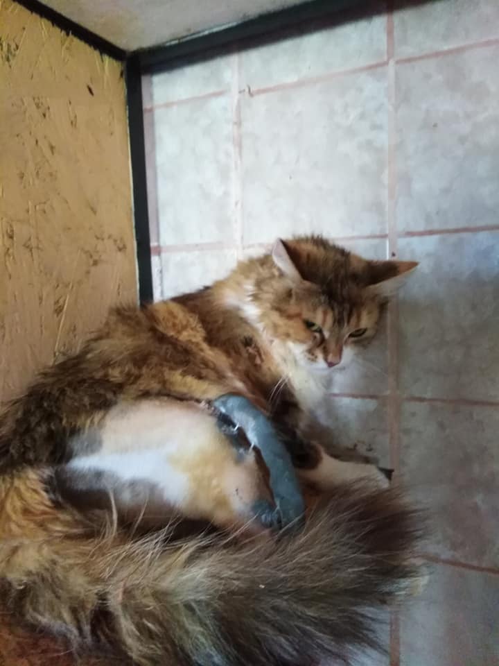 Кошку прооперировали и собрали лапку / фото: fb Алеся Леонова