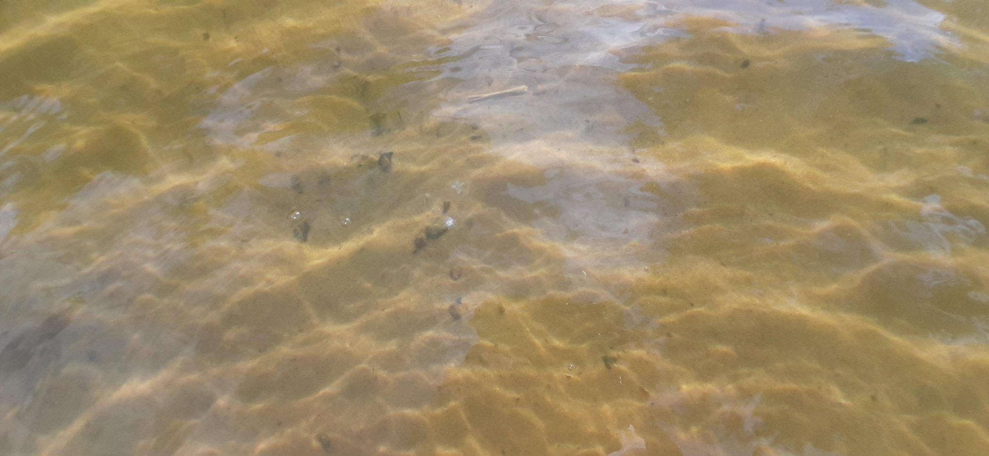 Вот так выглядят медузы в Днепре / фото: fb ‎артем шавурин‎ 