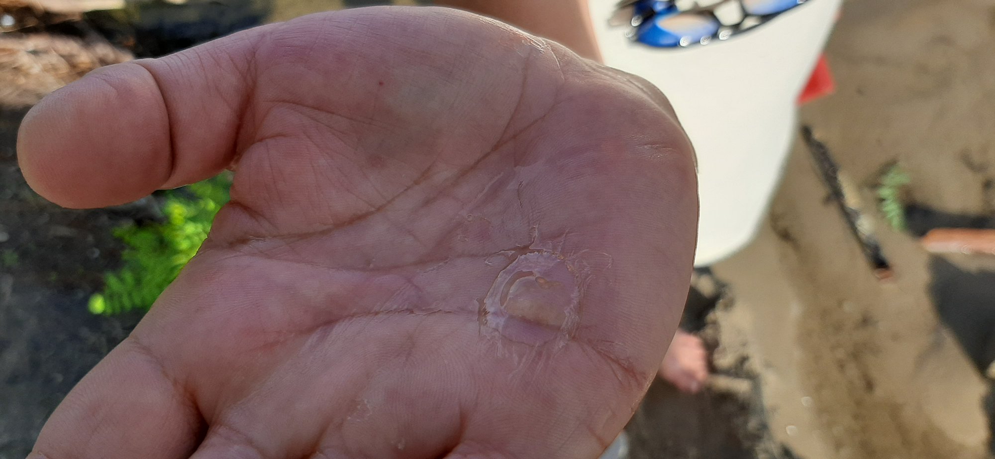 Медузы небольшие / ‎фото: fb артем шавурин‎ 