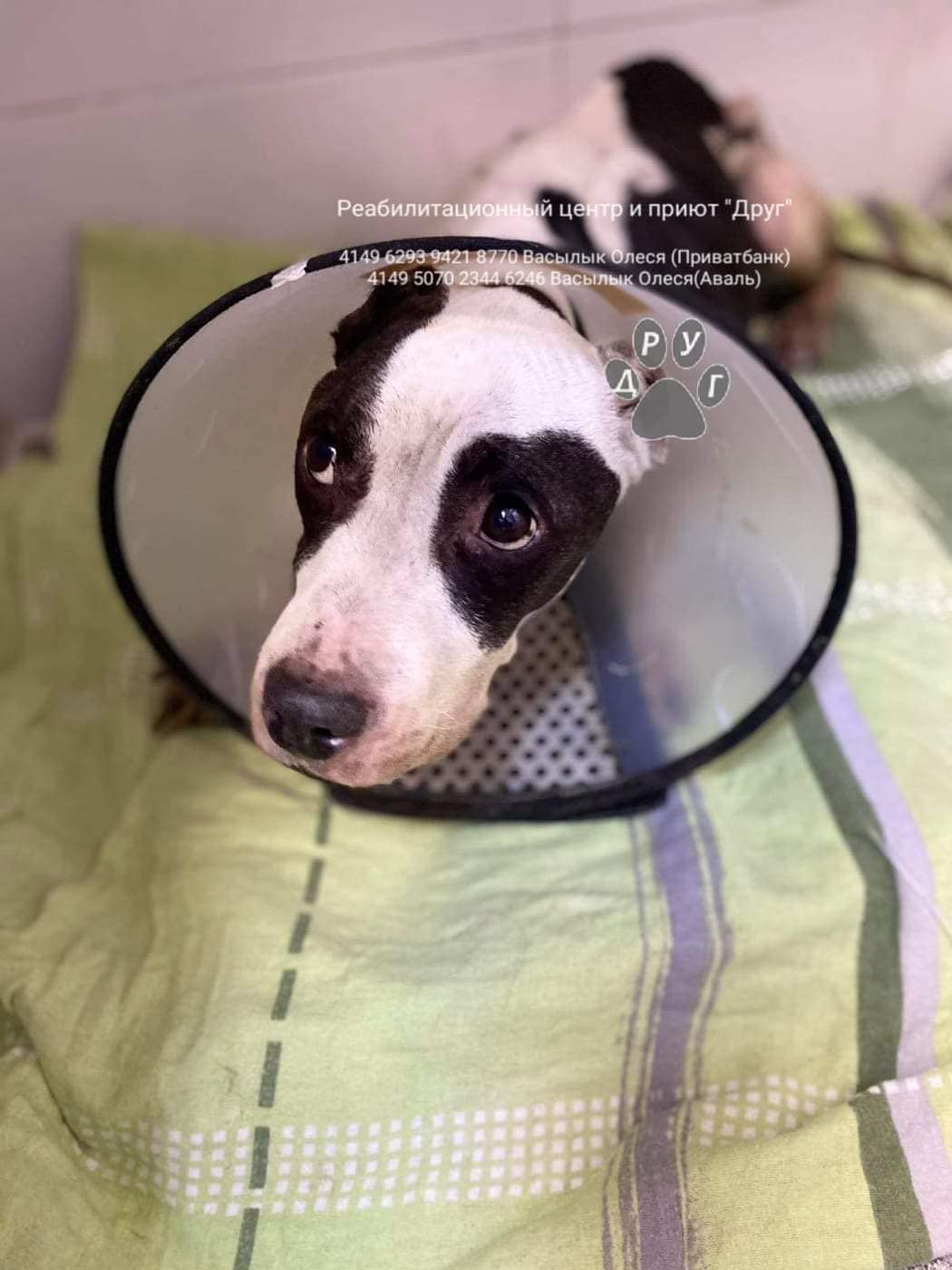 Малышка в очень тяжелом состоянии / фото: Вот в таком виде нашли Тиффани / фото: ПРИЮТ для животных "ДРУГ " Днепр