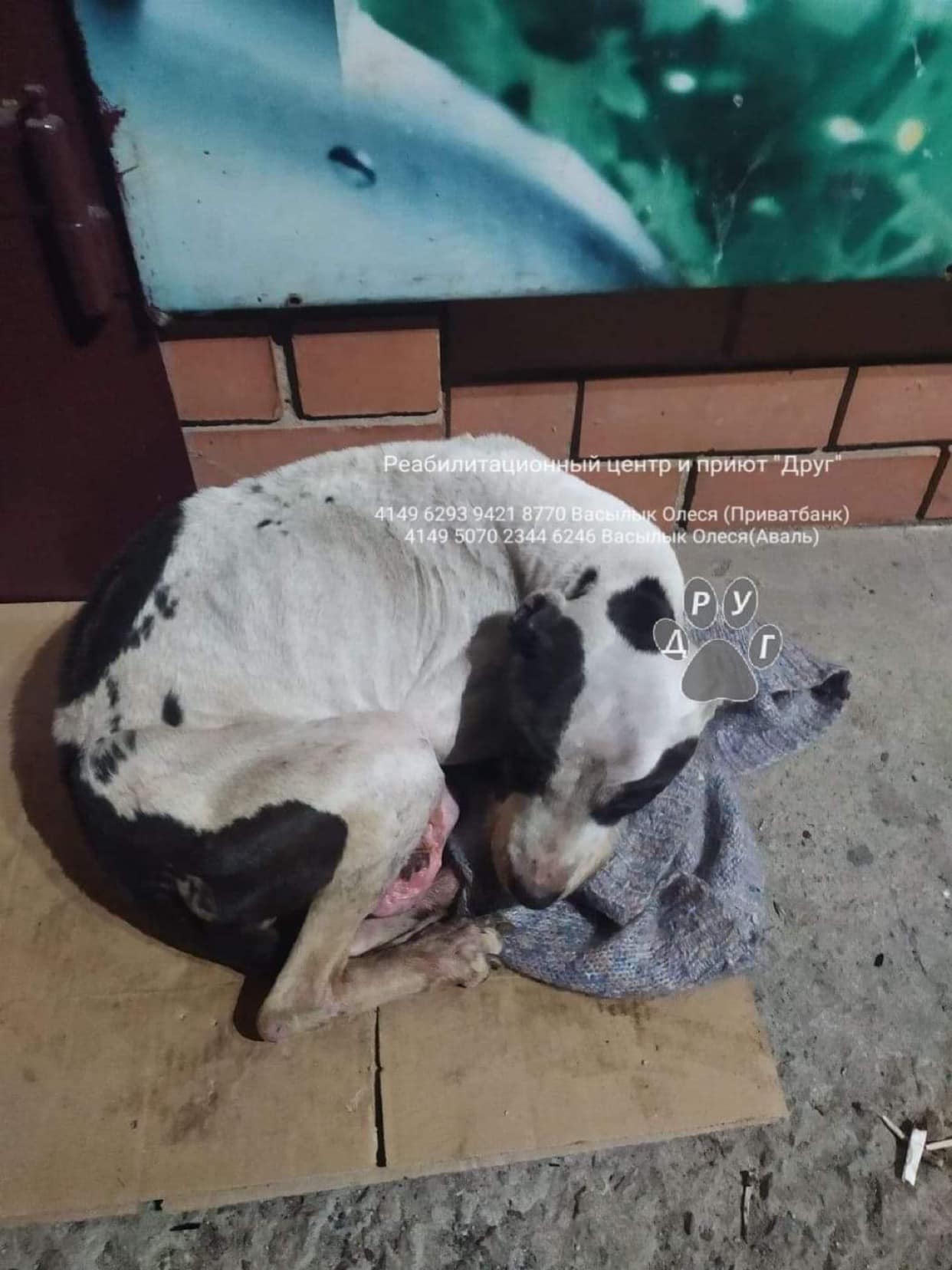 Вот в таком виде нашли Тиффани / фото: ПРИЮТ для животных "ДРУГ " Днепр