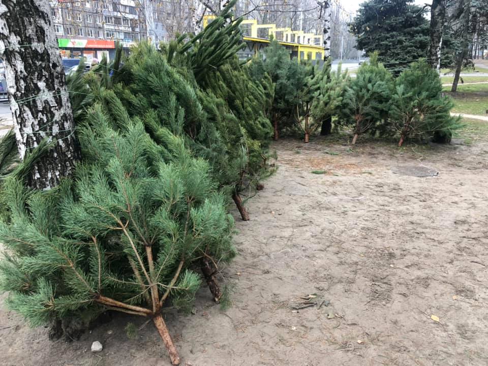 Елки на Образцовом рынке / фото: fb Evgenia Moskalets