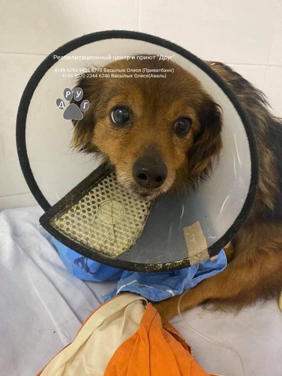 Вот эту малышку хотели усыпить хозяева / фото: fb ПРИЮТ для животных "ДРУГ " Днепр