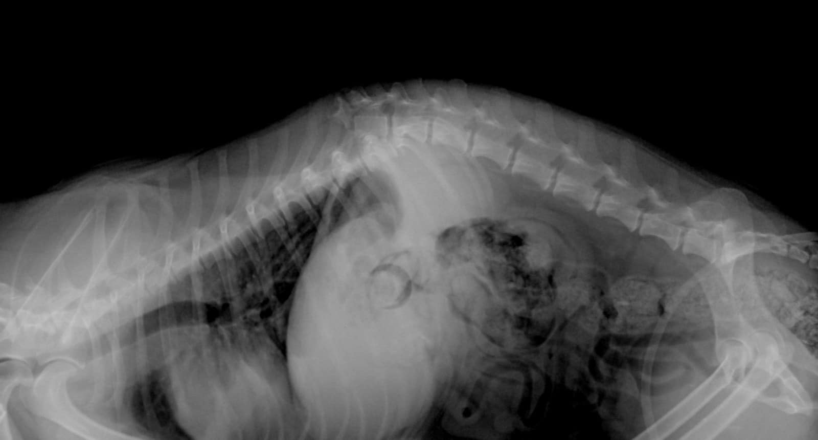 У Крохи сломан позвоночник / фото: fb ПРИЮТ для животных "ДРУГ " Днепр