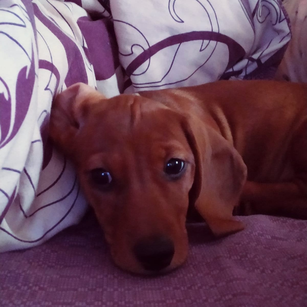 Выбежала за собакой: в Днепре машина сбила 13-летнюю девочку и уехала фото 1